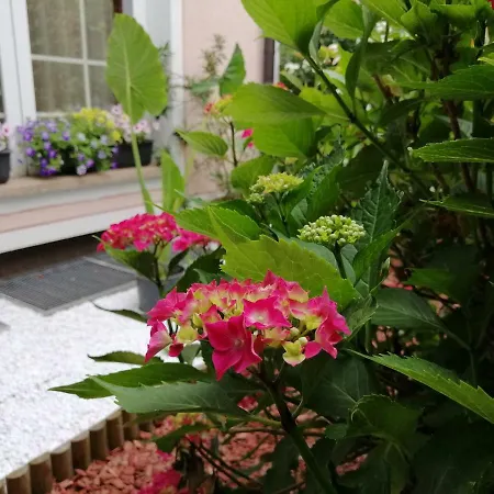 Zeleni Kakadu * Maribor