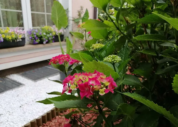 Zeleni Kakadu 3* Maribor